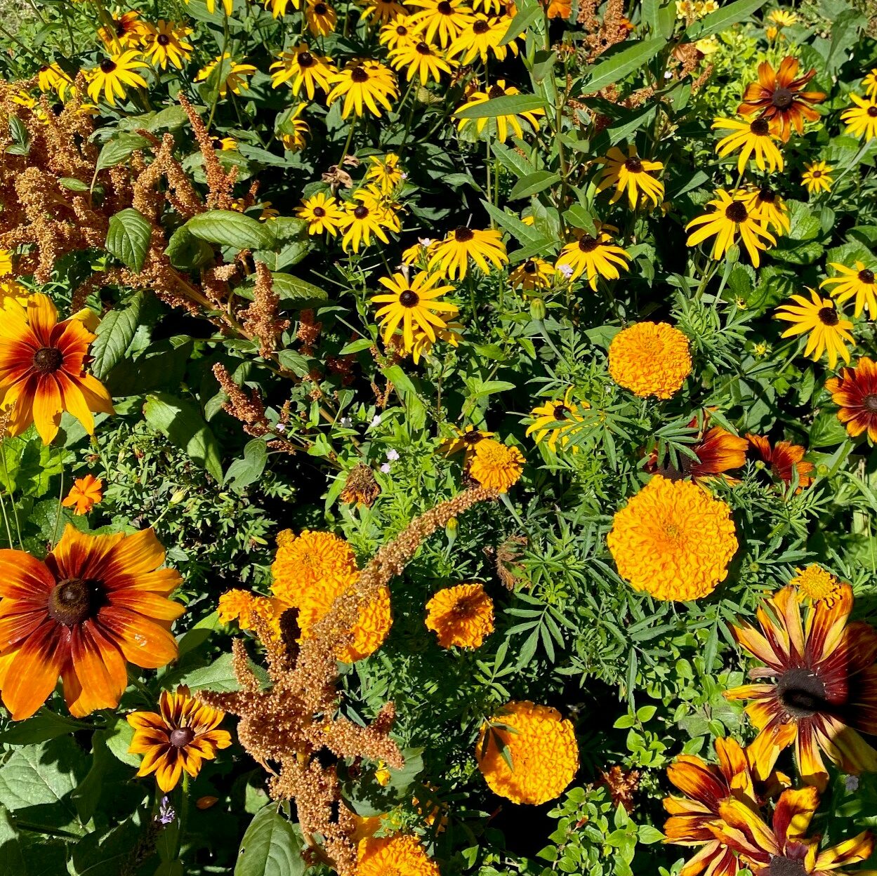 fiori giardino di monet a giverny_normandia