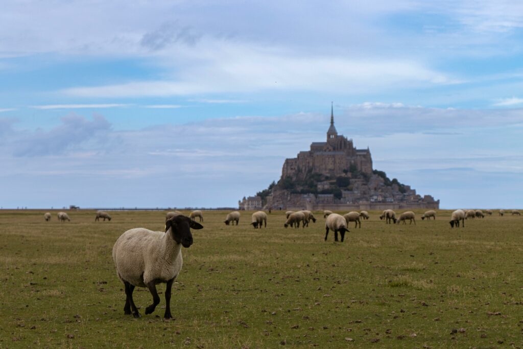 agnello dei prati salati a mont saint michel in normandia