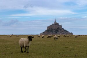 agnello dei prati salati o Agneau pré-salé”